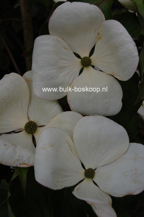 Cornus 'KN-30-8' (VENUS)