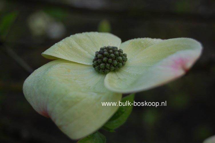 Cornus nuttallii 'Ascona'