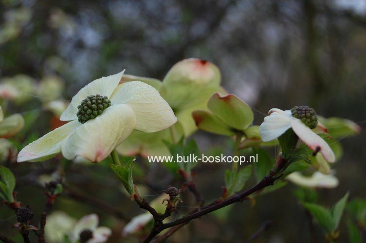 Cornus nuttallii 'Ascona'