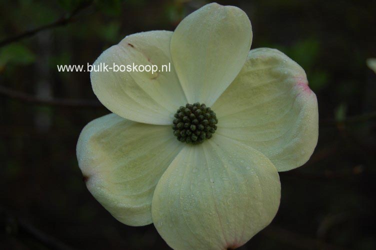 Cornus nuttallii 'Ascona'