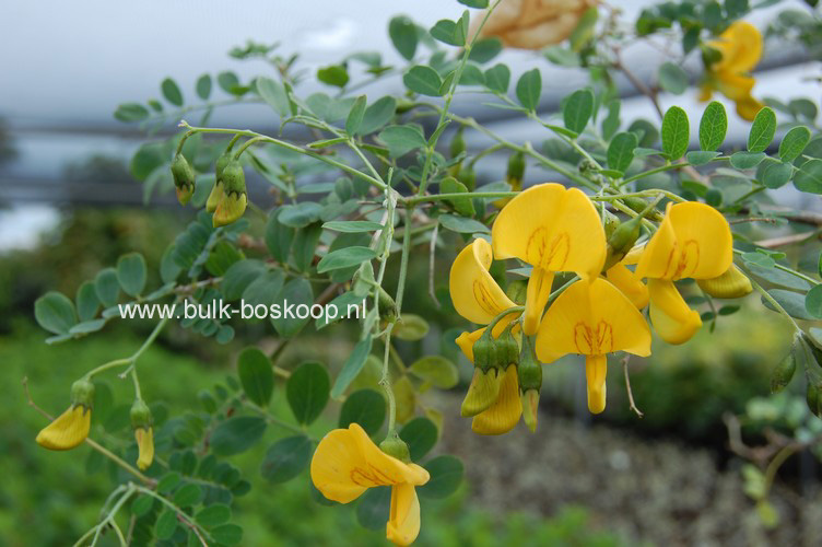 Colutea arborescens