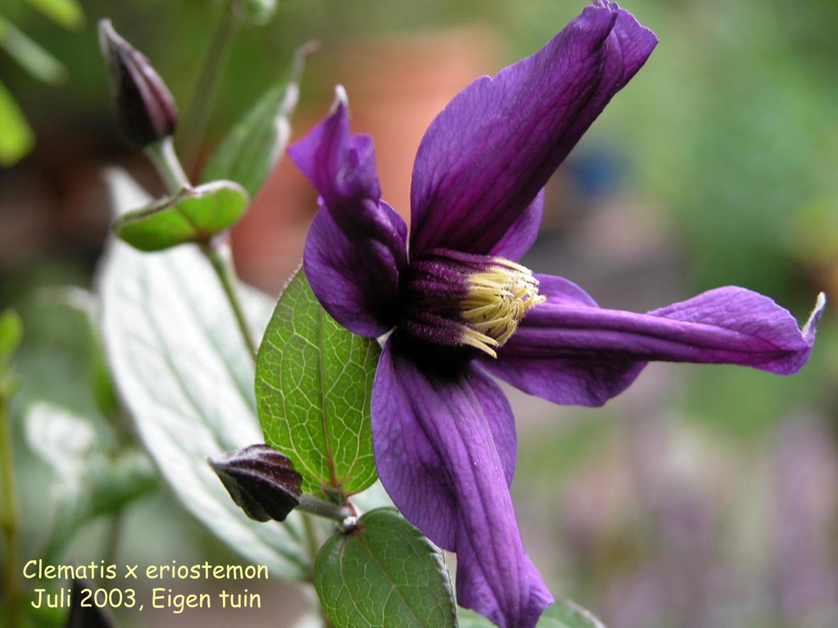 Clematis 'Eriostemon'