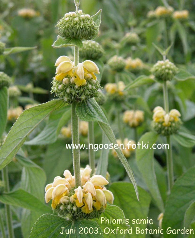 Phlomis russeliana