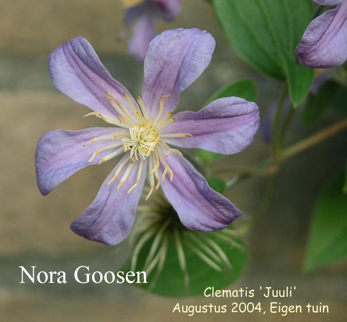 Clematis 'Juuli'