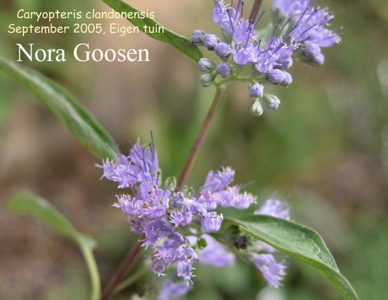 Caryopteris clandonensis