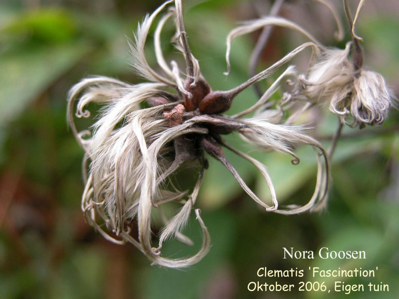 Clematis 'Fascination'