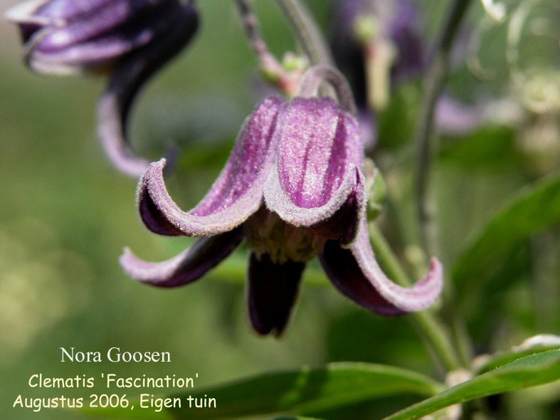 Clematis 'Fascination'