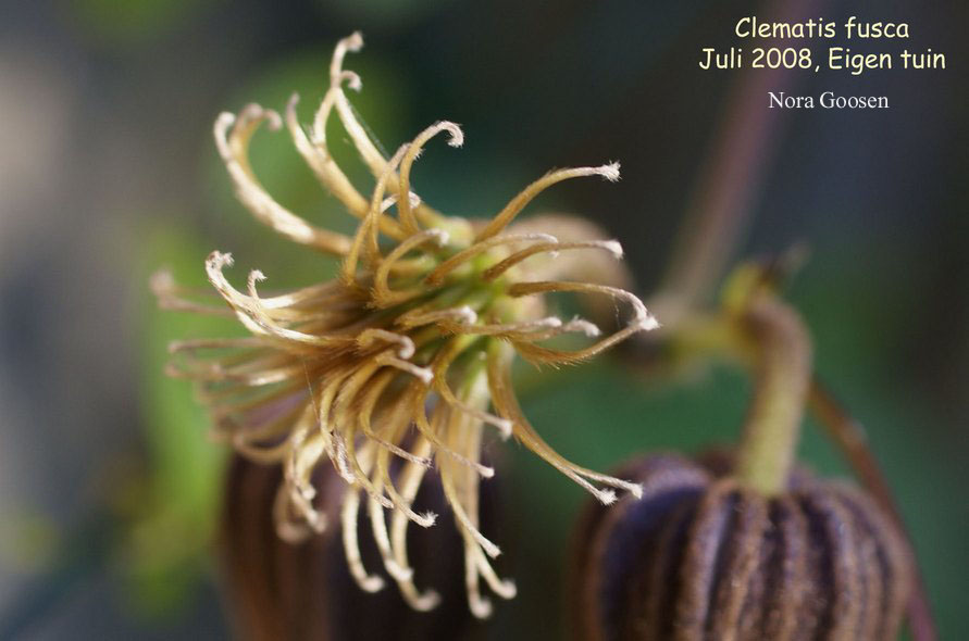 Clematis fusca