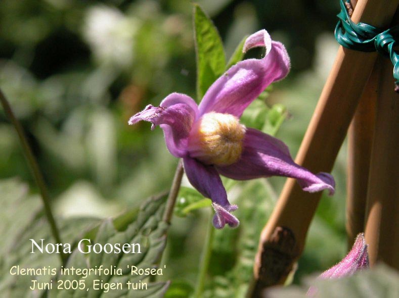 Clematis integrifolia 'Rosea'