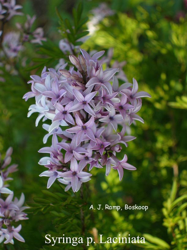 Syringa laciniata