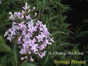 Syringa persica