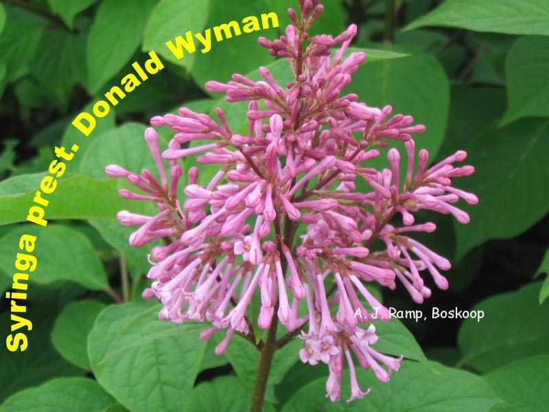 Syringa 'Donald Wyman'