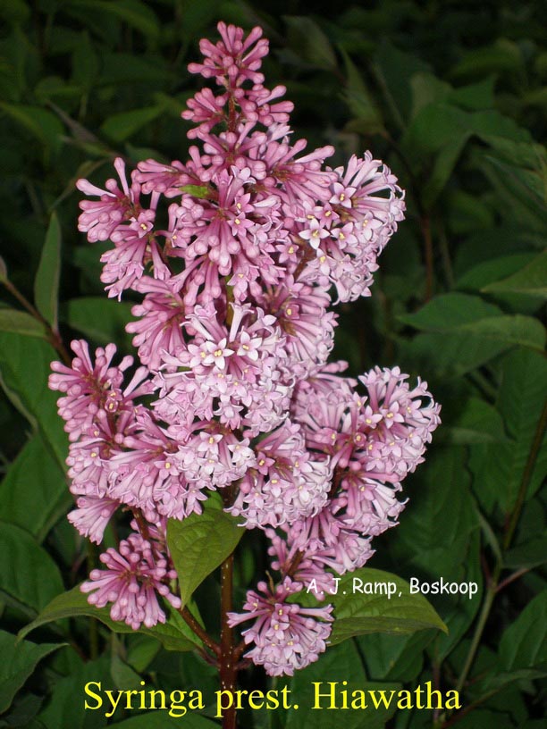 Syringa 'Hiawatha'