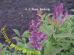 Syringa 'Royalty'