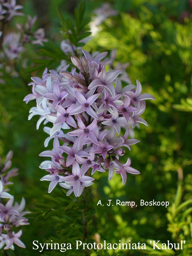 Syringa protolaciniata 'Kabul'