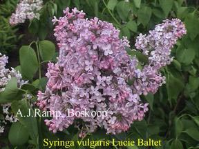 Syringa vulgaris 'Lucie Baltet'