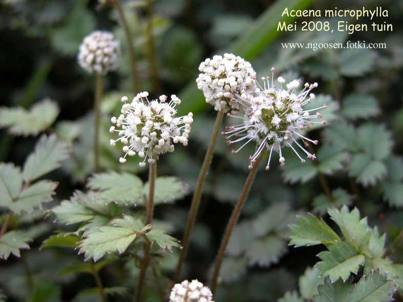 Acaena microphylla