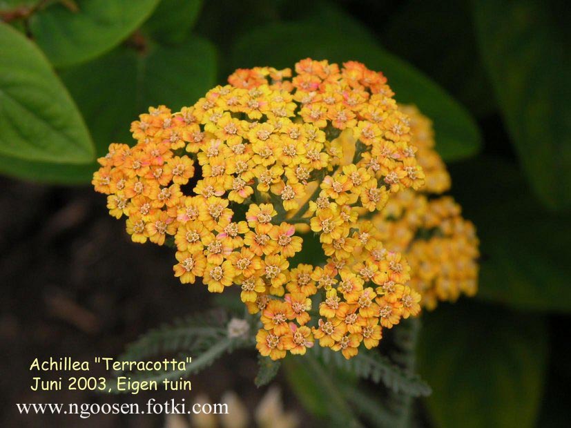 Achillea 'Terracotta'