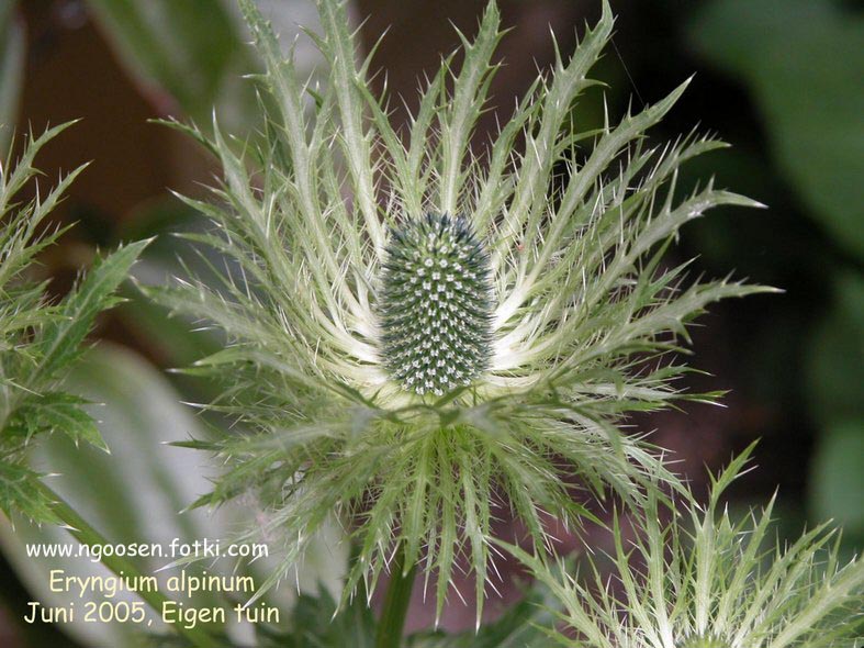 Eryngium alpinum