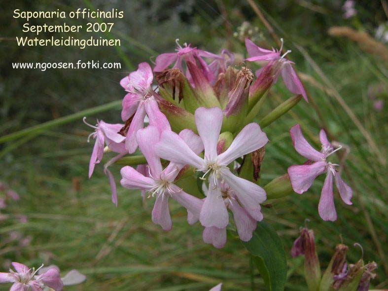 Saponaria officinalis