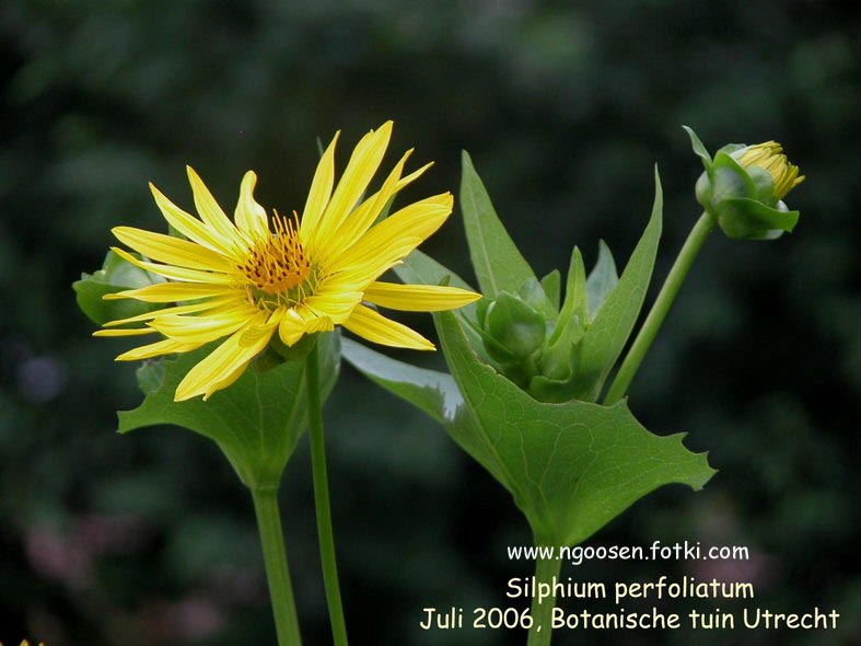 Silphium perfoliatum