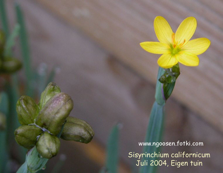 Sisyrinchium californicum