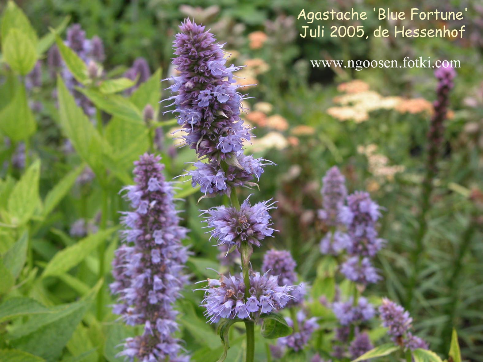 Agastache 'Blue Fortune'