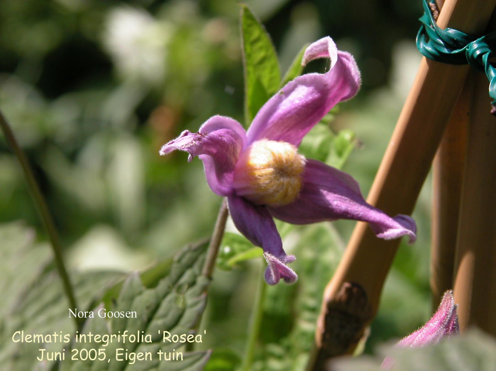 Clematis integrifolia 'Rosea'