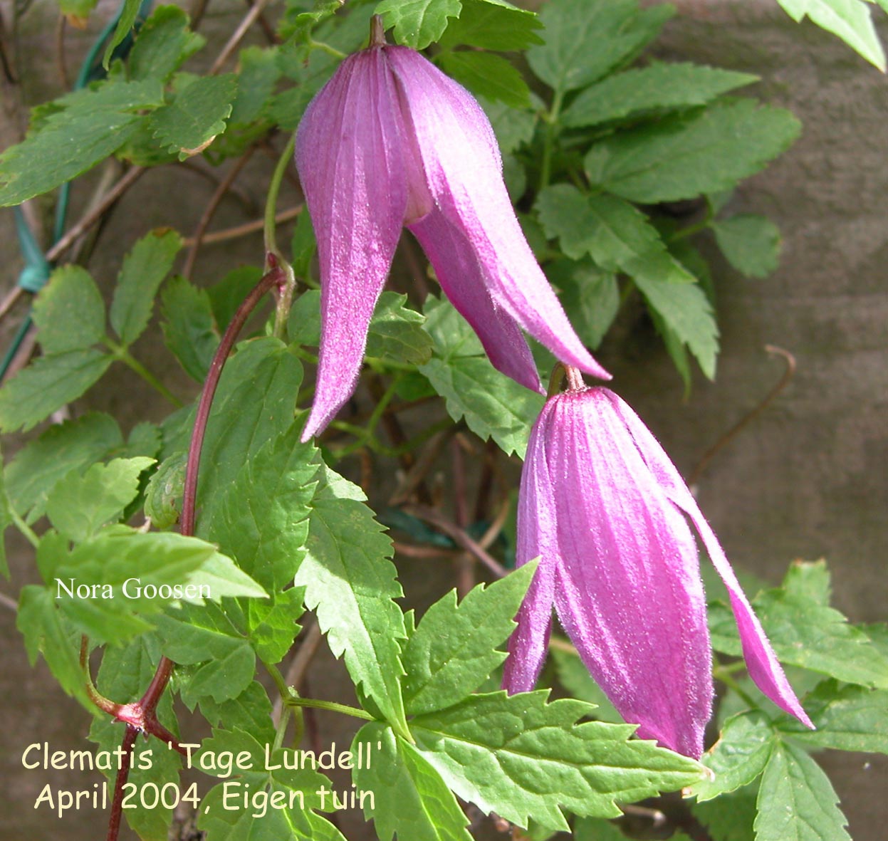 Clematis 'Tage Lundell'