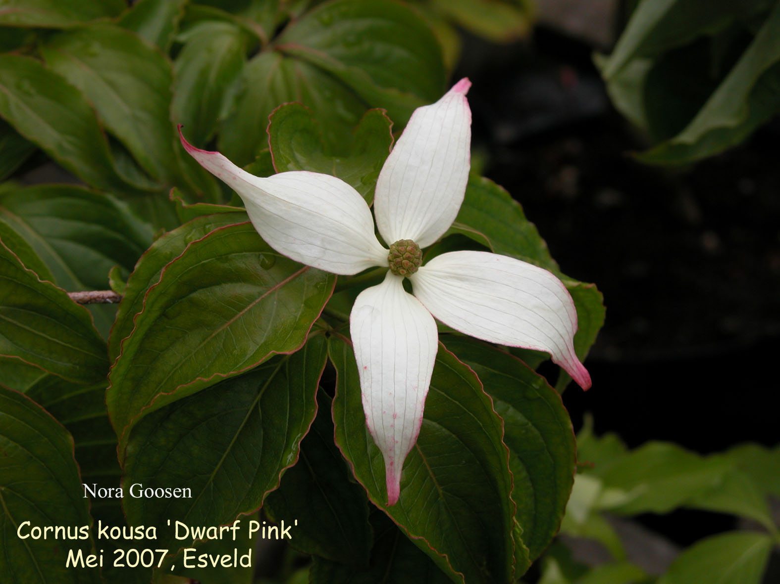 Cornus kousa 'Dwarf Pink'