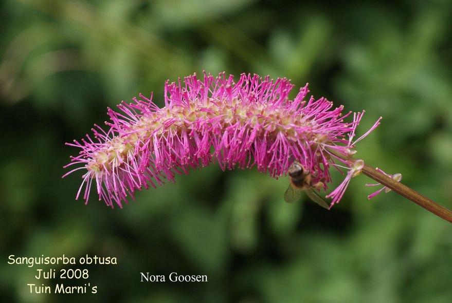 Sanguisorba obtusa