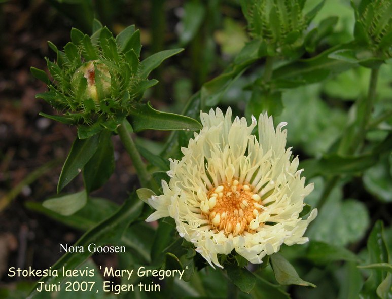 Stokesia laevis 'Mary Gregory'