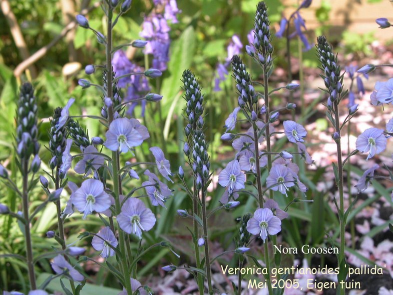 Veronica gentianoides 'Pallida'