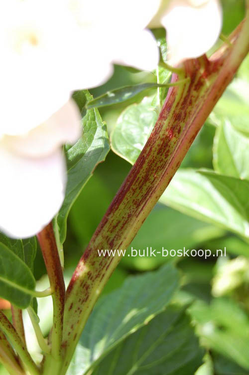 Hydrangea macrophylla 'Zhuni-hito'