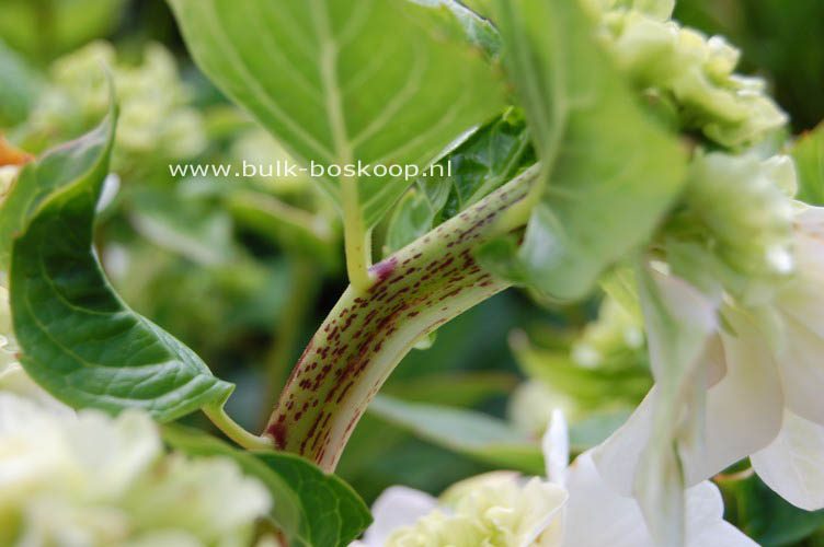 Hydrangea macrophylla 'Zhuni-hito'