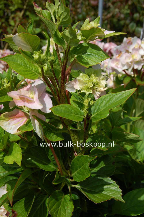 Hydrangea macrophylla 'Zhuni-hito'