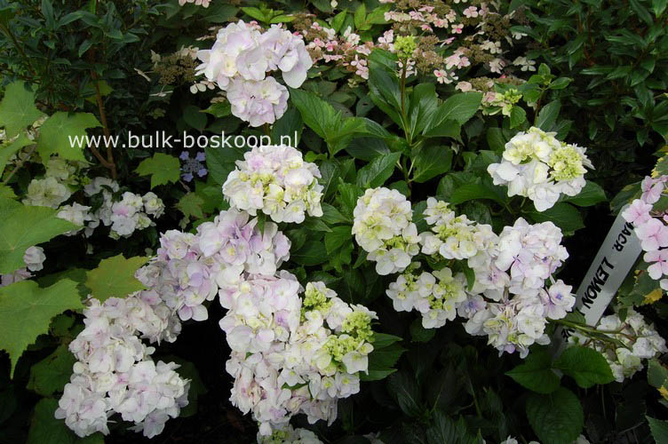 Hydrangea macrophylla 'Zhuni-hito'