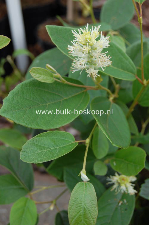 Fothergilla gardenii 'Zundert'