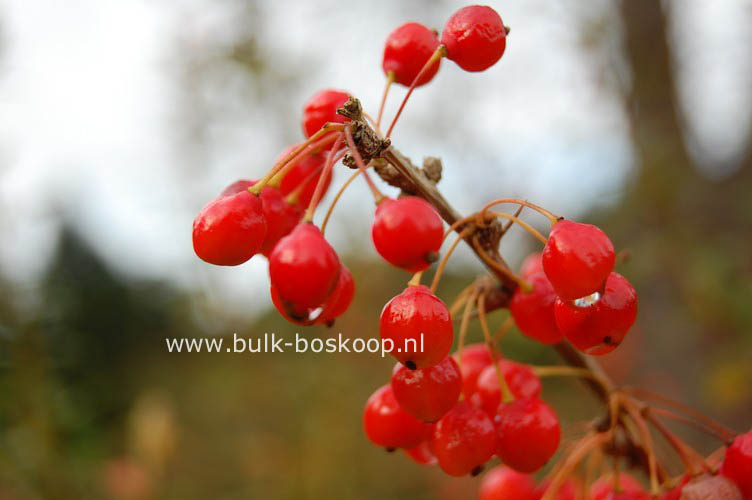 Berberis aggregata