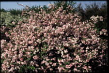 Deutzia purpurascens 'Kalmiiflora'