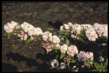 Deutzia 'Rosea Plena'