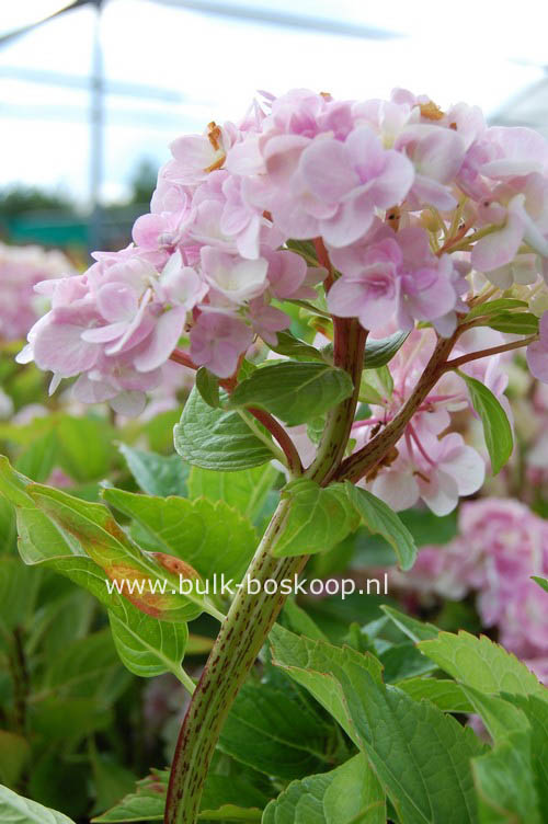 Hydrangea macrophylla 'Zhuni-hito'