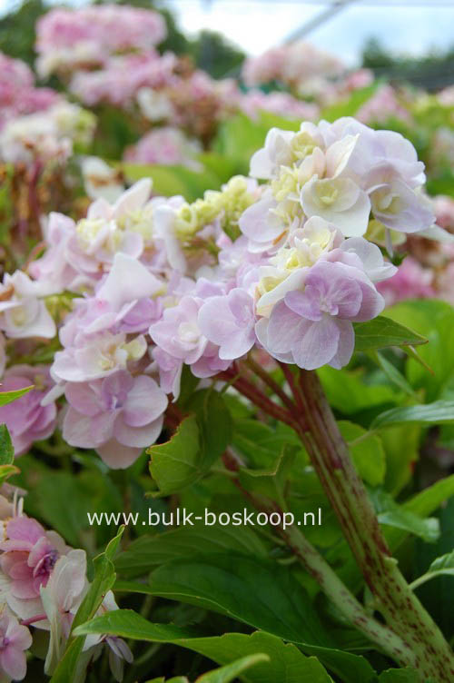 Hydrangea macrophylla 'Zhuni-hito'