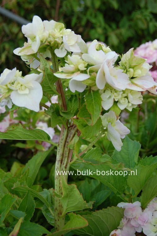 Hydrangea macrophylla 'Zhuni-hito'