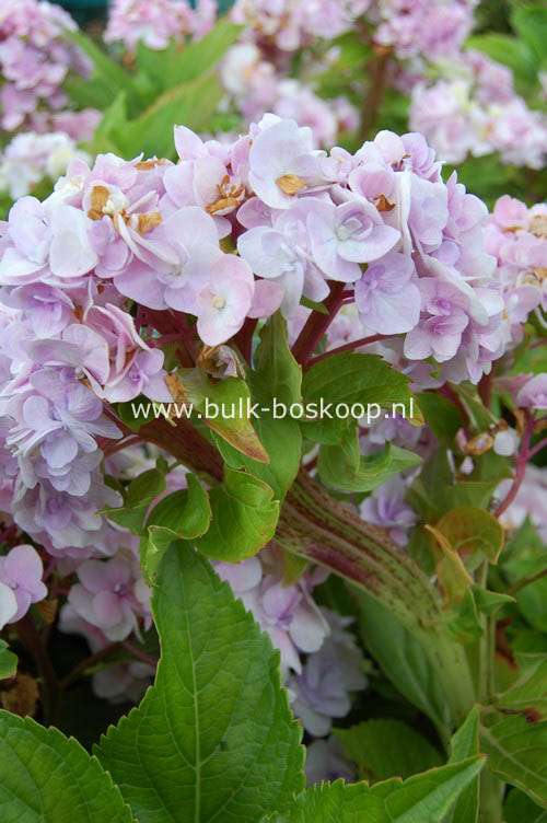 Hydrangea macrophylla 'Zhuni-hito'