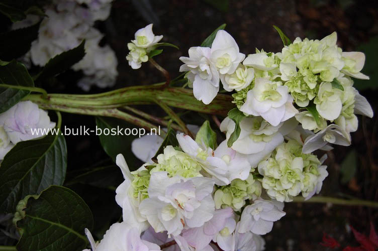 Hydrangea macrophylla 'Zhuni-hito'