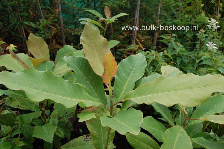 Magnolia officinalis