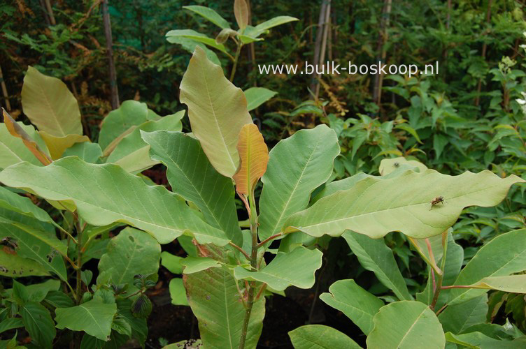 Magnolia officinalis