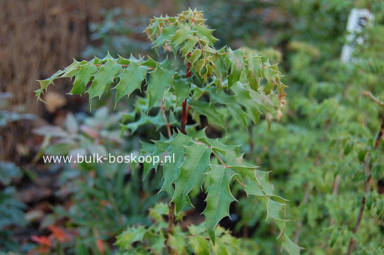 Mahonia pinnata 'Maurice Forster'