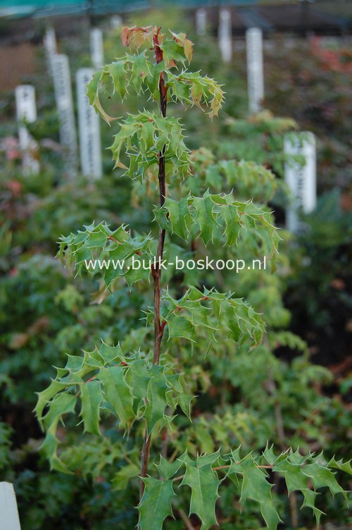 Mahonia pinnata 'Maurice Forster'